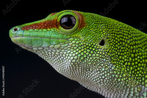 Giant day gecko / Phelsuma madagascariensis grandis