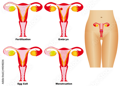 Female Reproductive System