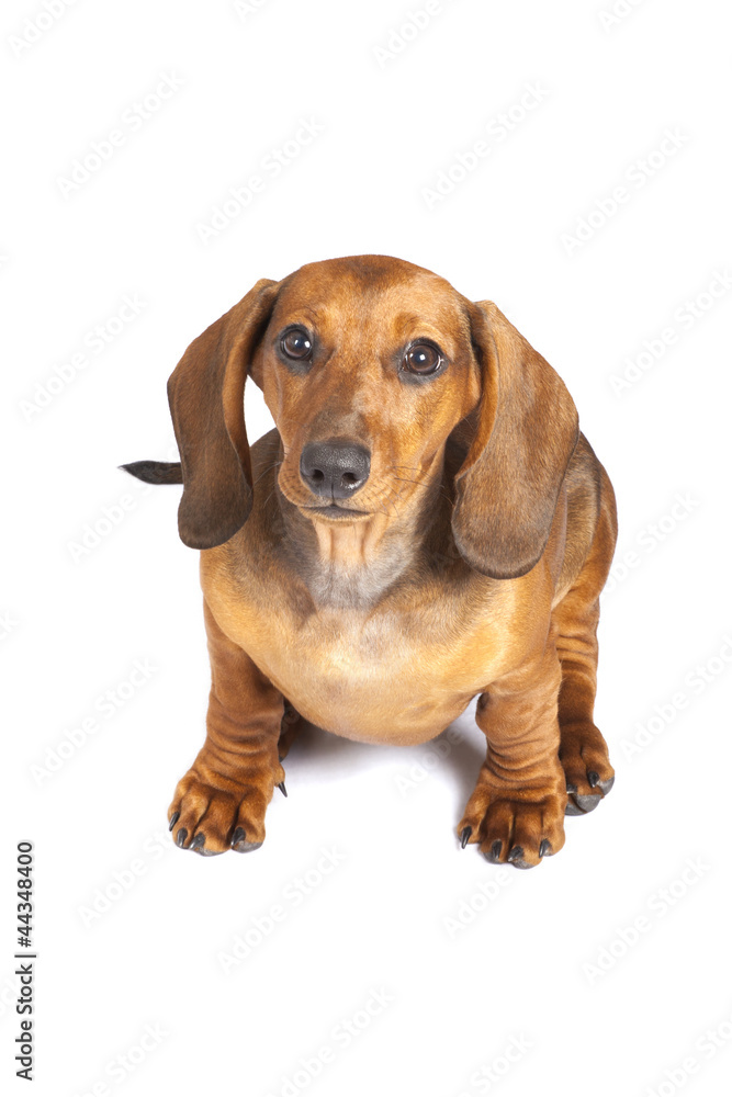 dachshund puppy