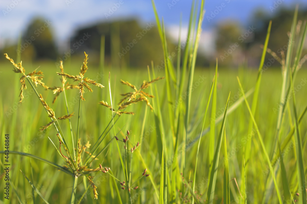 close up of fresh weed in rice fields close up of fresh weed in rice fields