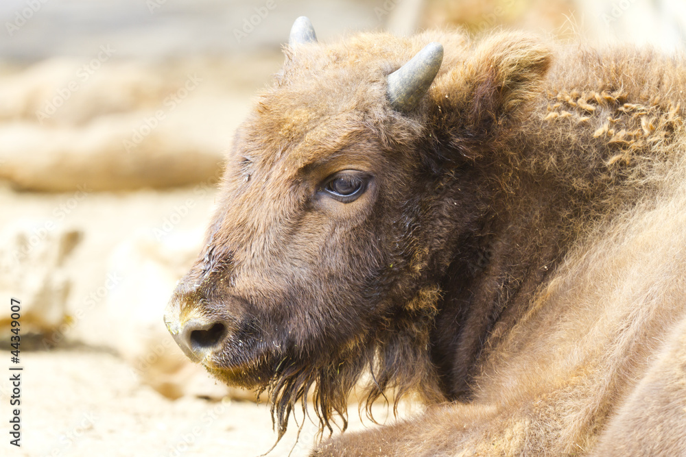 Fototapeta premium European bison