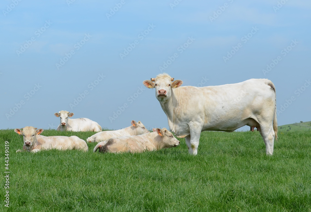 Ruminante dominante au pré à Camiers Ruminante dominante au pré à Camiers