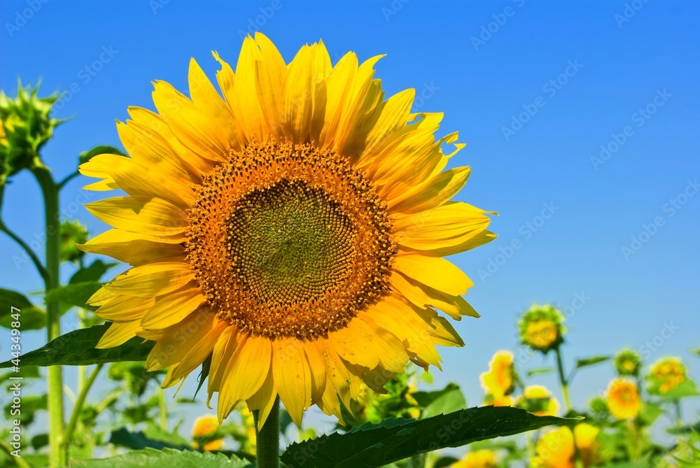 closeup sunflower on a blue sky background closeup sunflower on a blue sky background