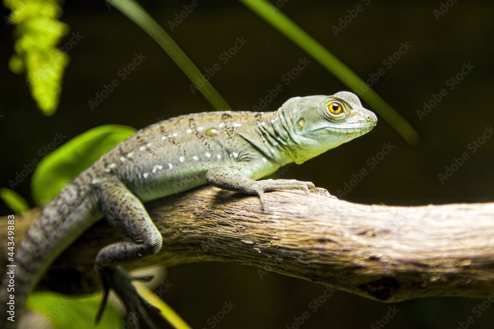 Small lizard Small lizard