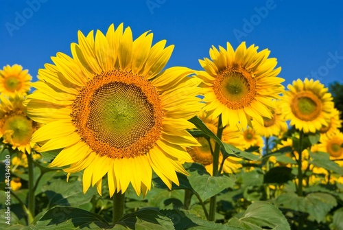 beautiful closeup sunflowers