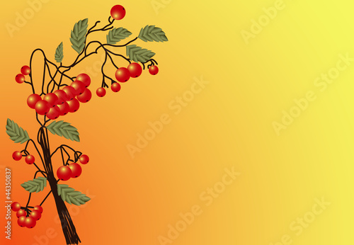 Red Rowan