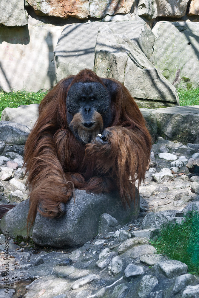 Obraz premium Orang Utan