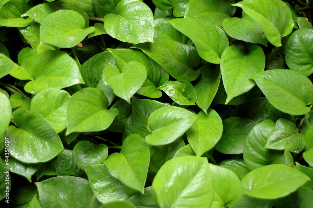Abstract Background Texture Of Wet Tropical Leaves Abstract Background Texture Of Wet Tropical Leaves