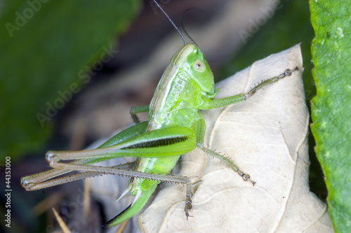 grasshopper on a dry leaf