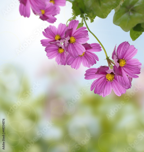 The summer beautiful flowers upon summer blur background