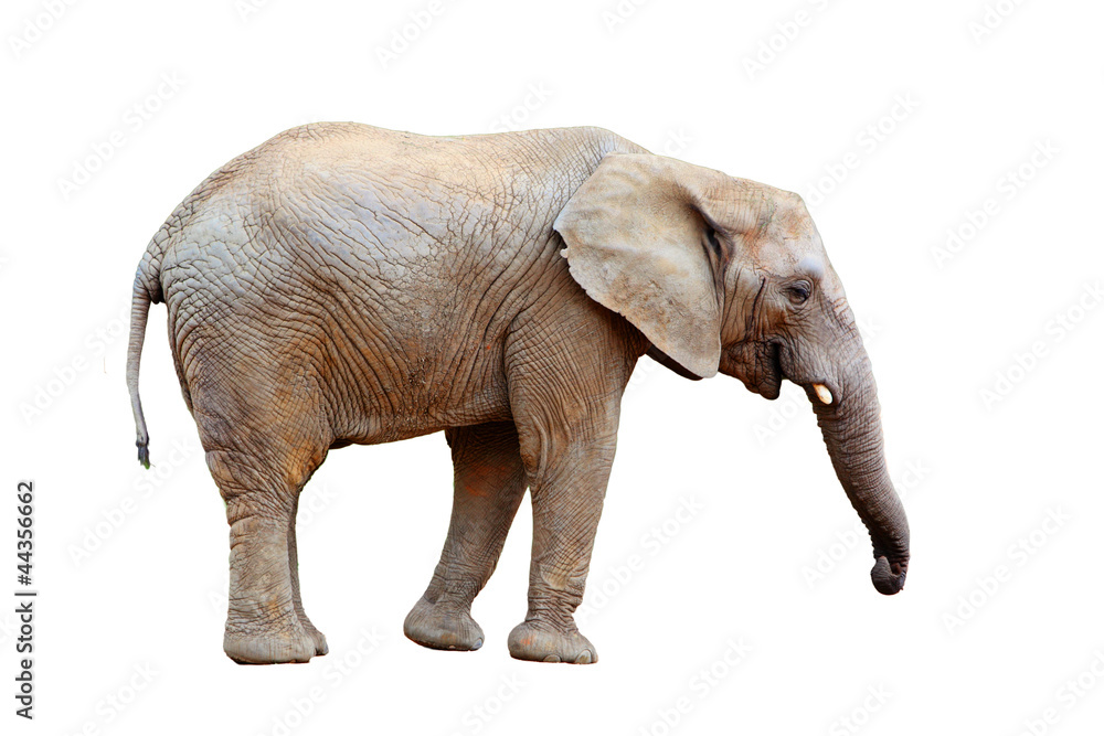 African elephant  - isolated