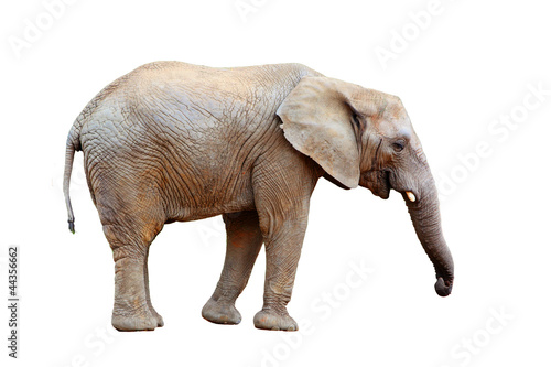 African elephant - isolated