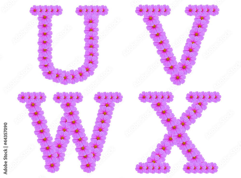 Alphabet U V W X, Cosmos flower alphabet isolated on white Alphabet U V W X, Cosmos flower alphabet isolated on white