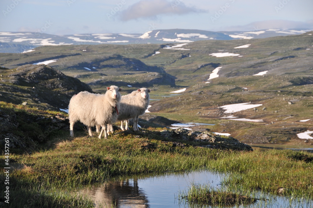 Obraz premium Schafe in der Hardangervidda