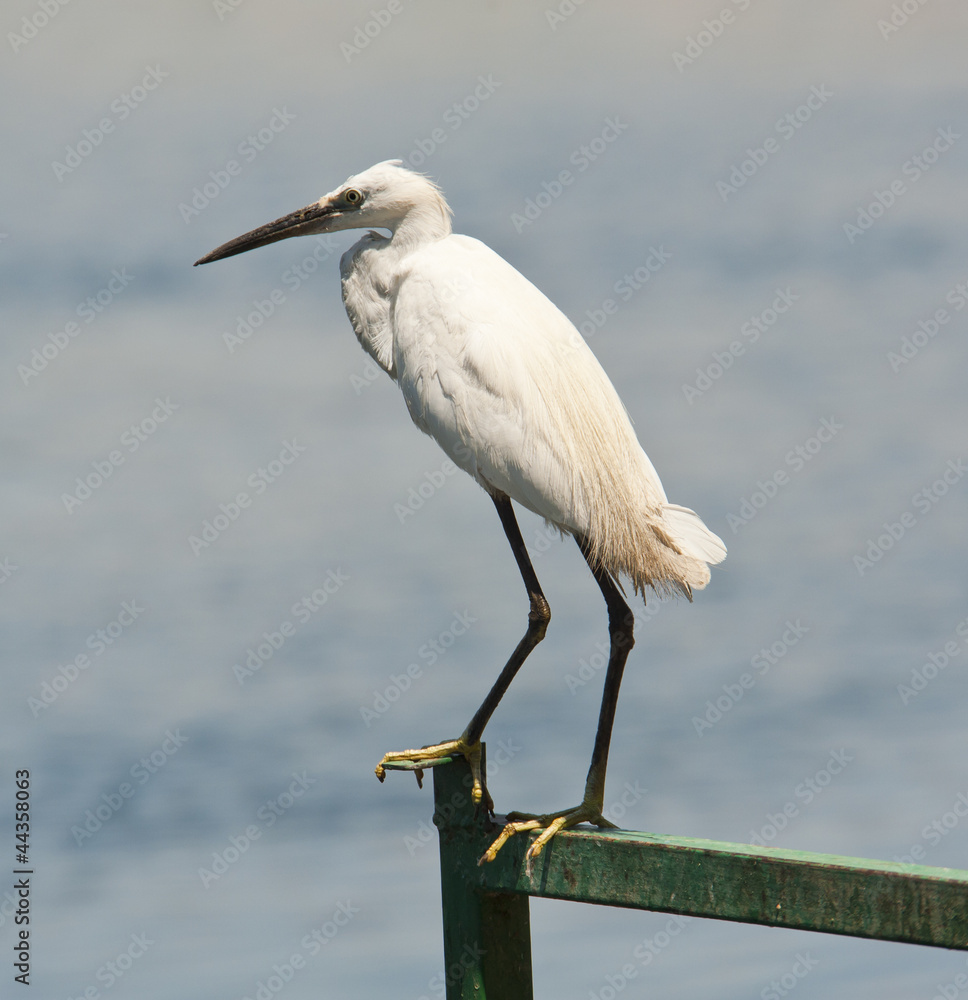 Little egret perched on a railing Little egret perched on a railing