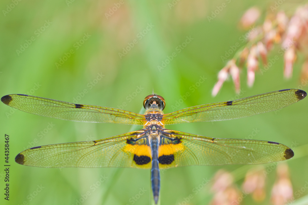 Close up of dragonfly Close up of dragonfly