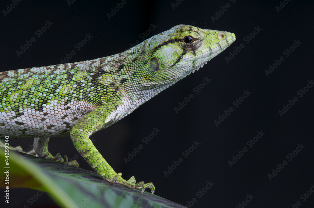Fototapeta premium Monkey lizard / Polychrus marmoratus