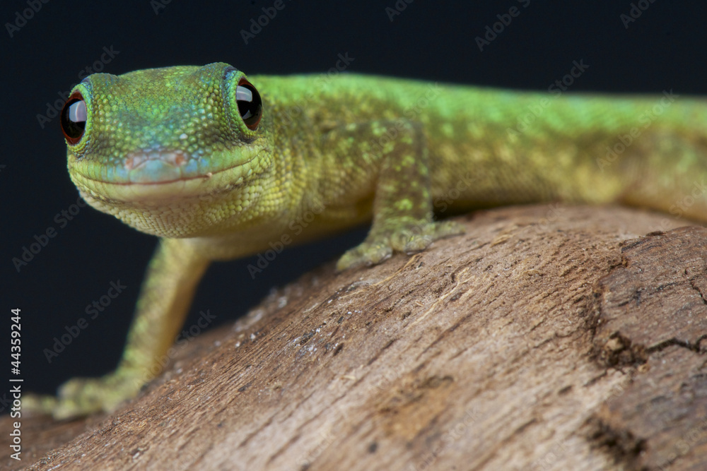 Fototapeta premium Comoros day gecko / Phelsuma robertmertensi