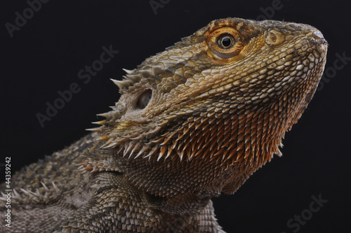 Bearded dragon / Pogona vitticeps