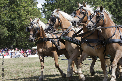 Pferde Vierergespann Kutsche © irisfoto
