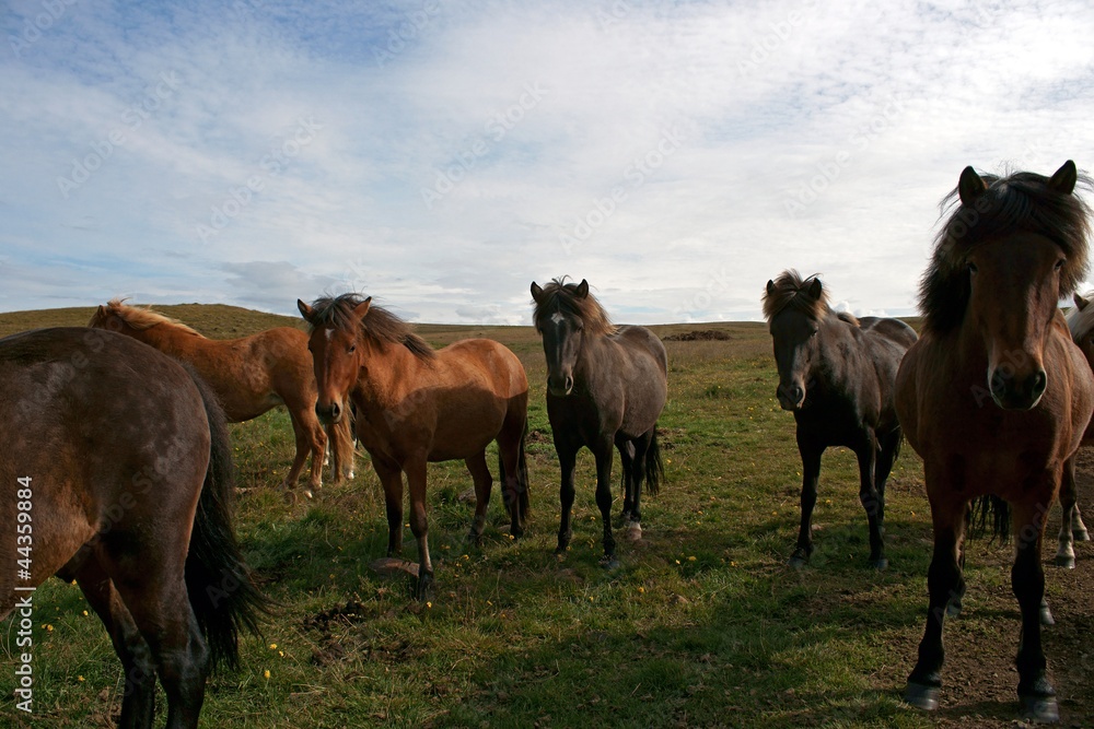 Obraz premium Islandpferde
