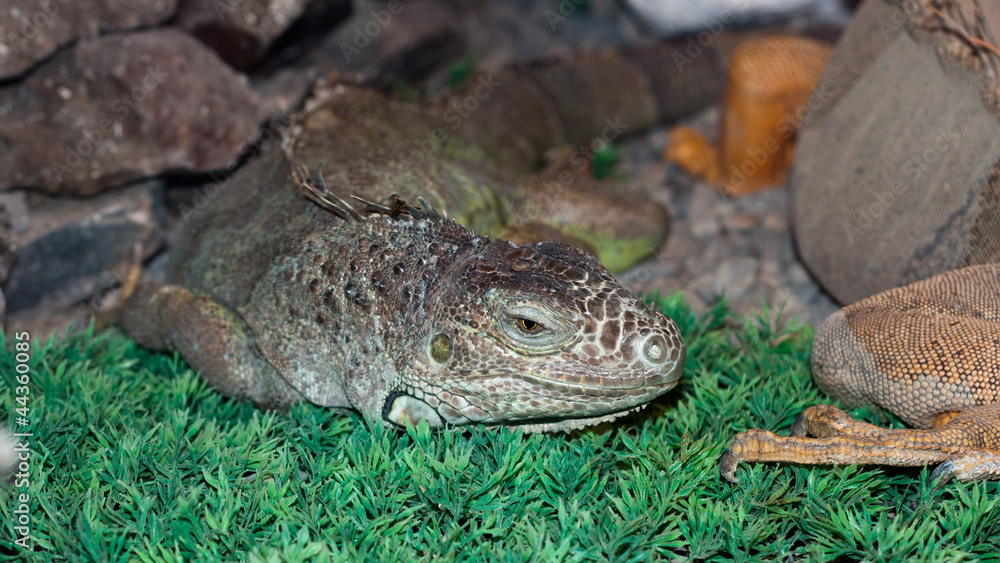 Obraz premium iguana