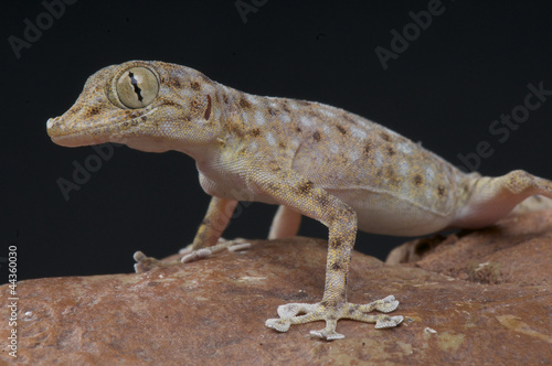 Fan-fingered gecko / Ptyodactylus hasselquisti