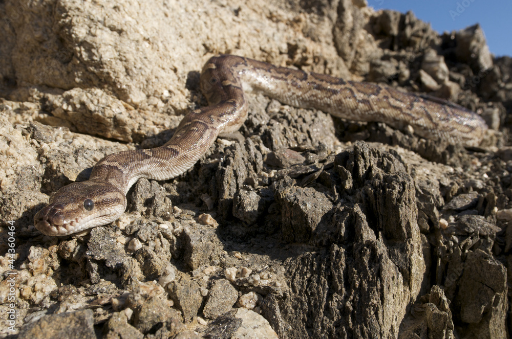 Obraz premium Angolan python / Python anchietae