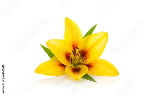 Fototapeta Naklejka Na Ścianę i Meble -  Yellow lily
