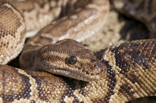 Angolan python / Python anchietae