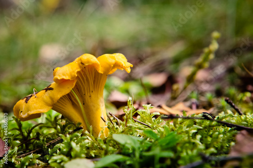 Mushroom chanterelle