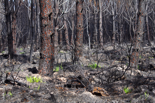 Slika na platnu 6 jours après un feu de forêt, l’herbe recommence à pousser
