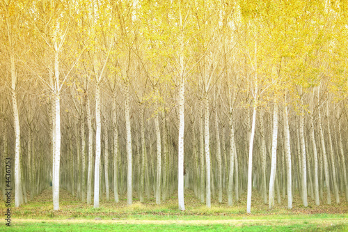 Autumn poplar trees Fototapet