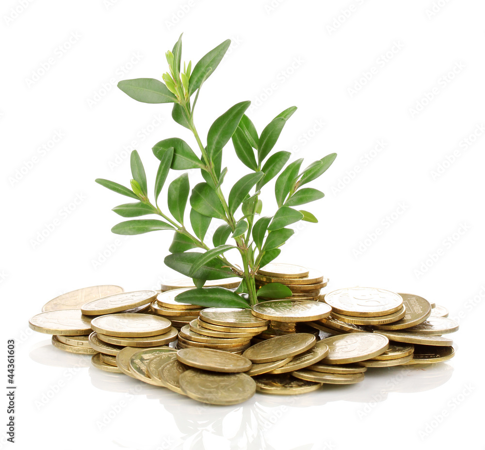 Golden coins and plant isolated on white Golden coins and plant isolated on white