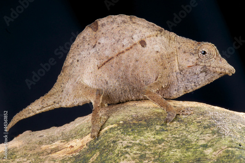 Pygmy chameleon / Rhampholeon temporalis