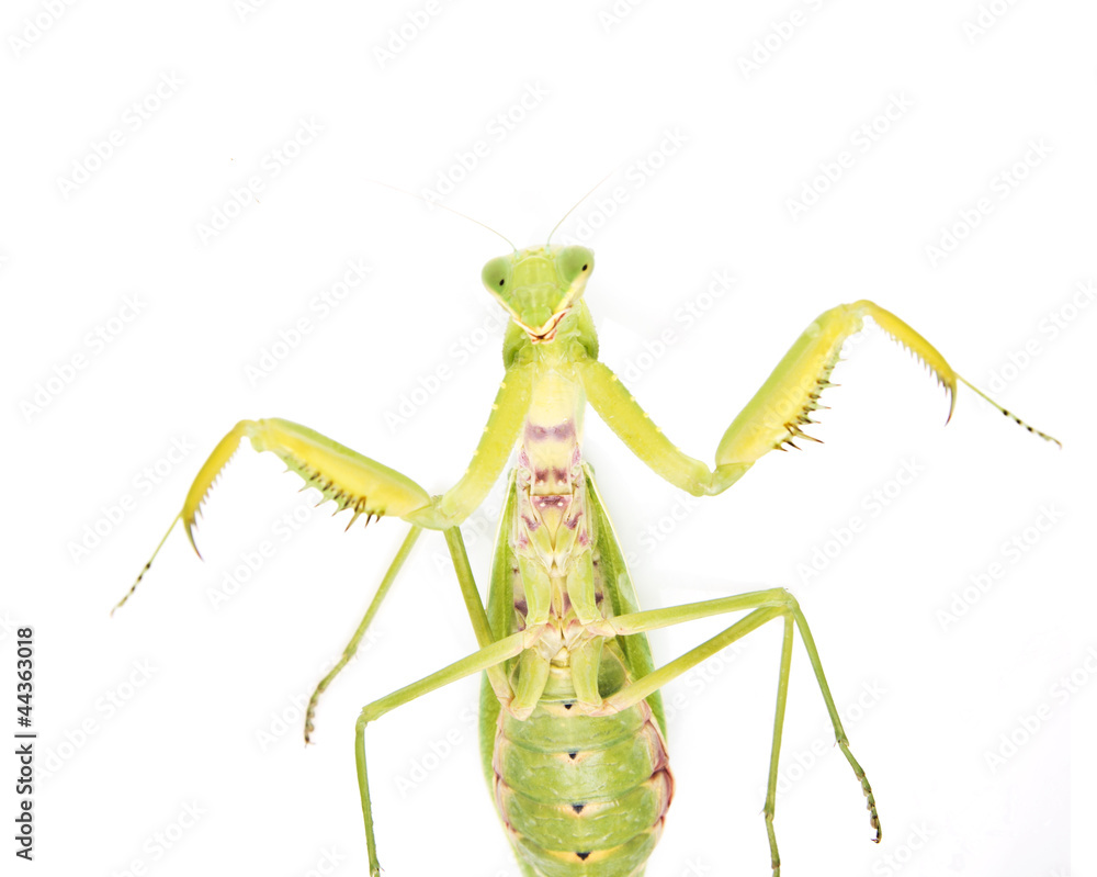 green mantis on a white background green mantis on a white background
