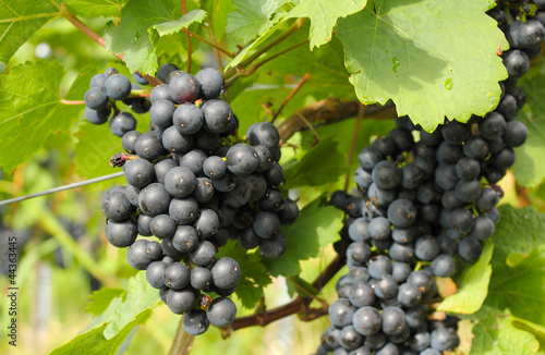 blaue Trauben im Weingebiet Affental / Baden