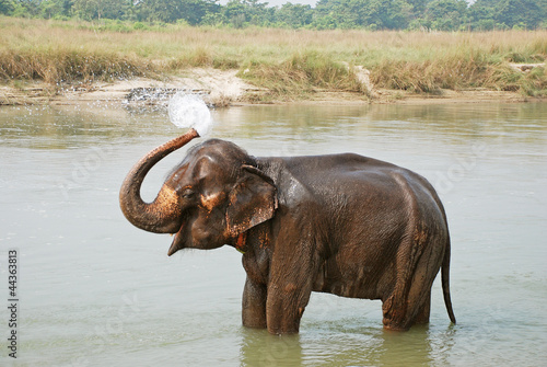 Elephant splashing water, Chitwan National park