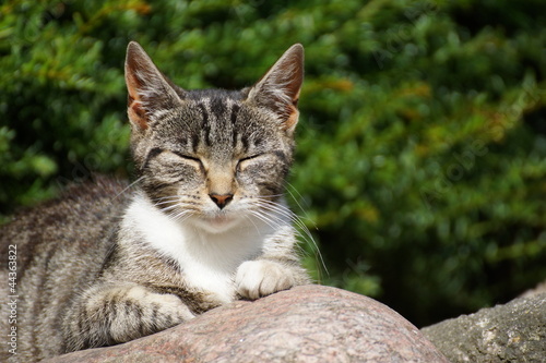 Katze träge in der Sonne