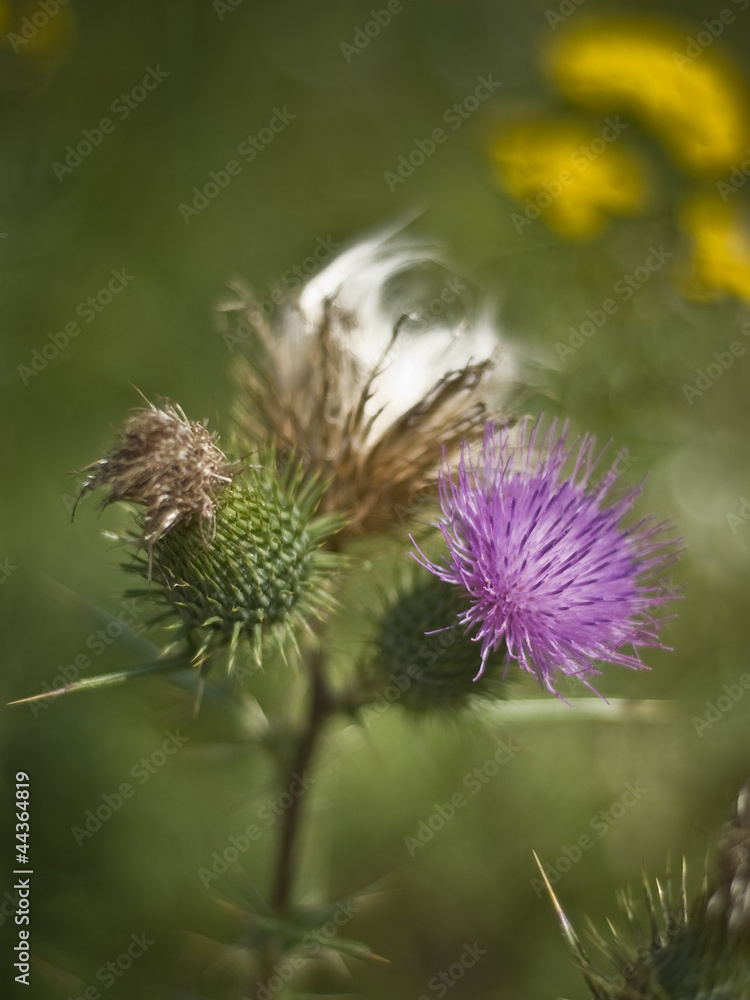Purple thistle on the sunny day Purple thistle on the sunny day