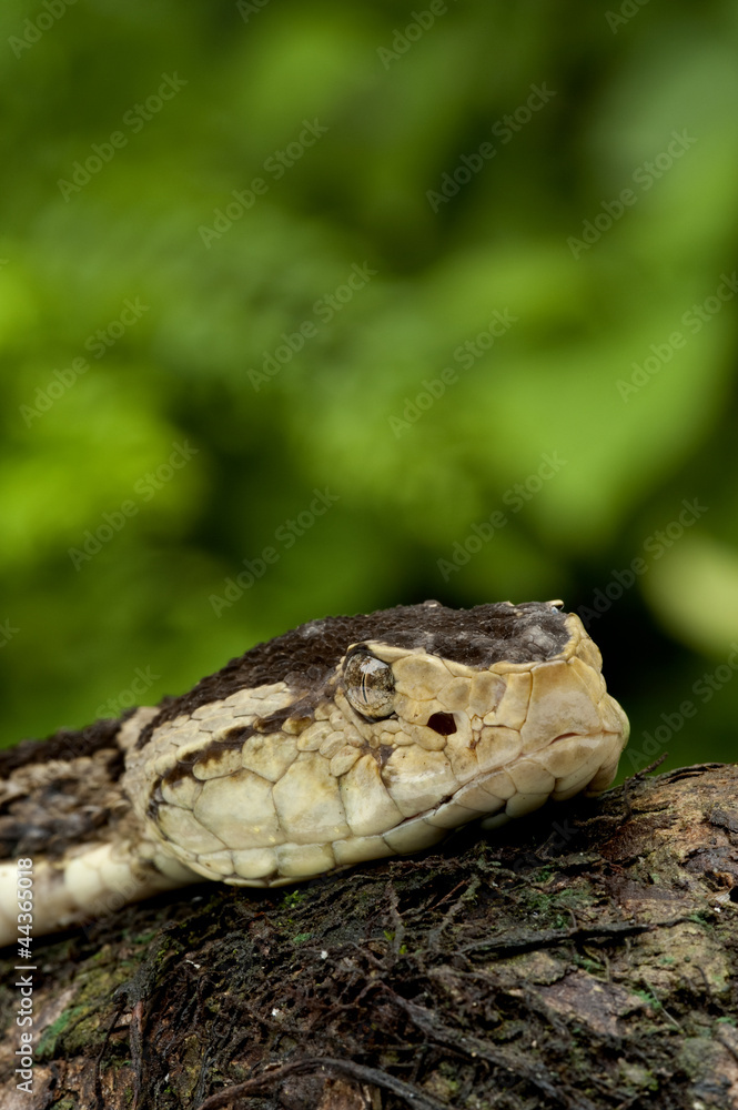 Fer-de-lance snake (Bothrops asper), Soberania national park, Panama, Central America Fer-de-lance snake (Bothrops asper), Soberania national park, Panama, Central America