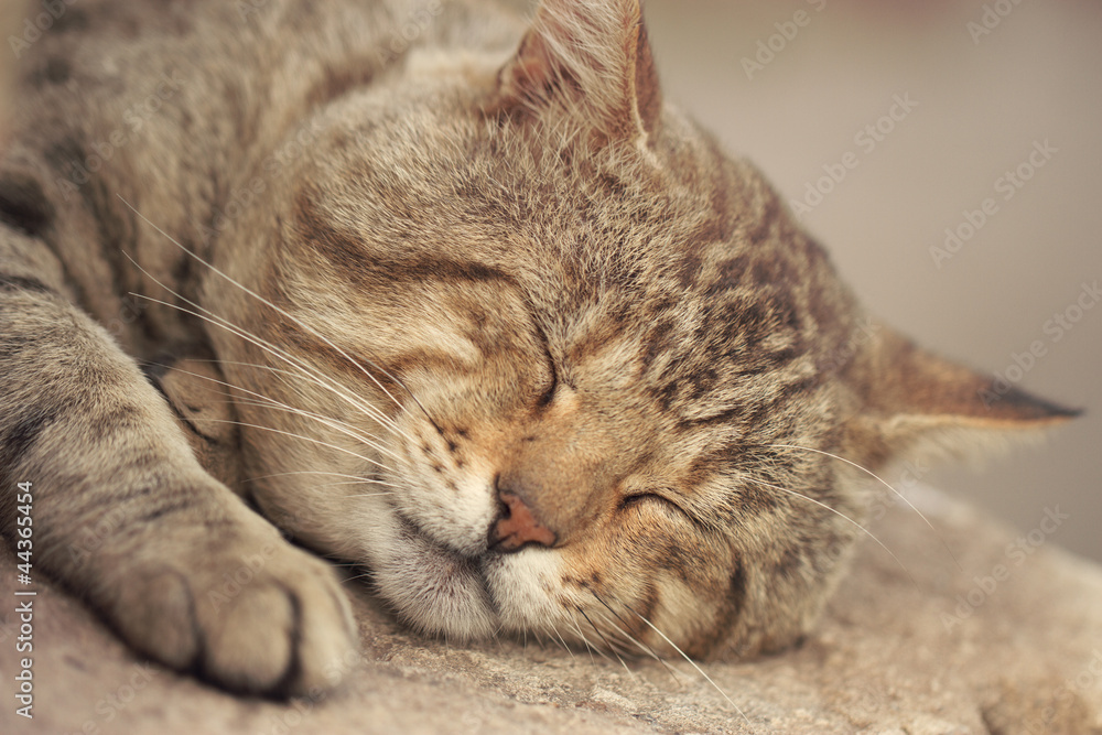 Gray tabby cat sleeping Gray tabby cat sleeping