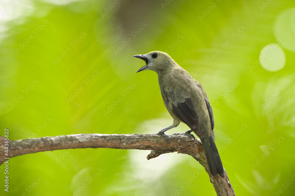 Fototapeta premium Palm tanager