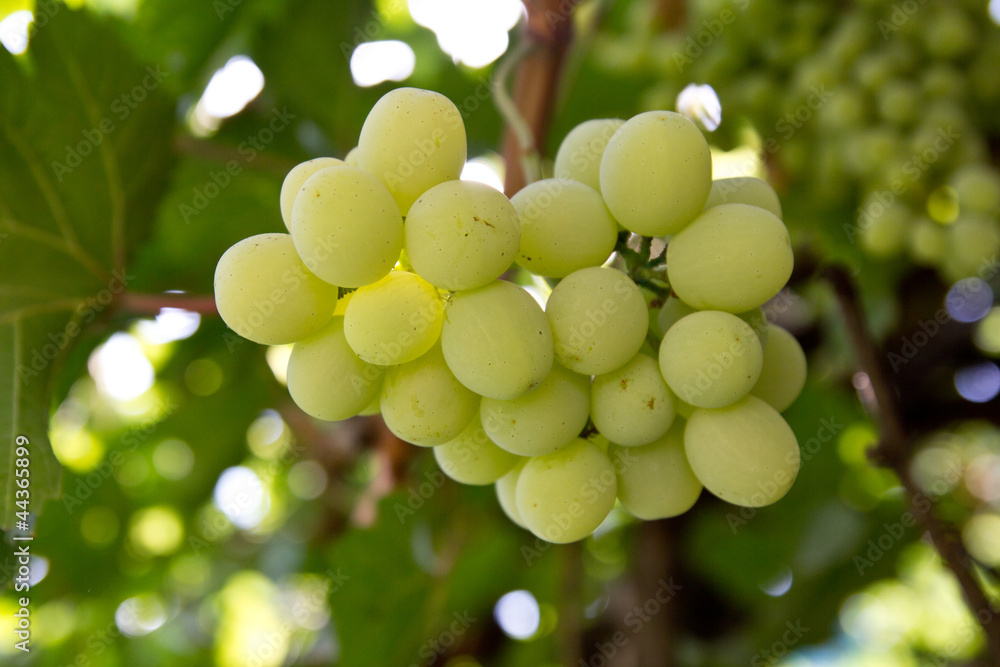 Grapes on the nature Grapes on the nature