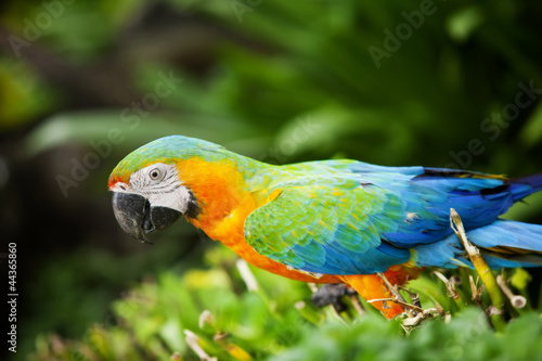 Macaw #44365860