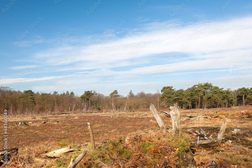 Naklejka premium Wild nature with broken tree
