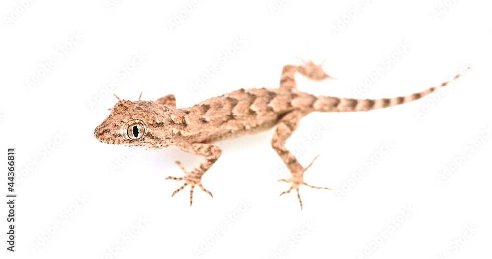 Naklejka premium lizard on white background