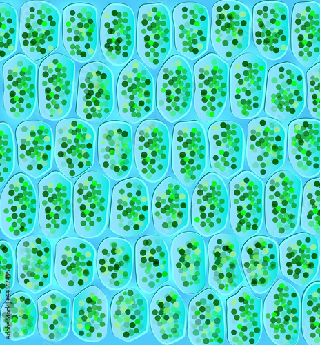 Chloroplasts visible in the cells