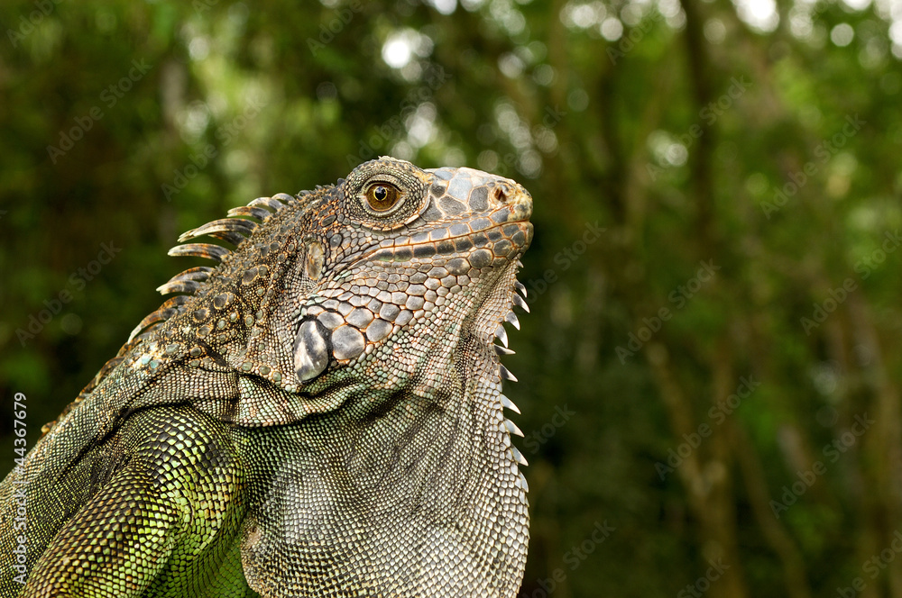 Fototapeta premium Green iguana