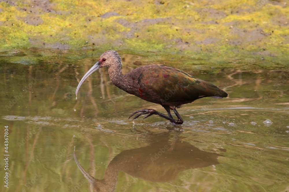 Obraz premium White-faced Ibis (Plegadis chihi)